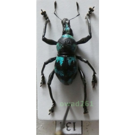 Metapocyrtus sp. Heller, 1912 female Philippines13a
